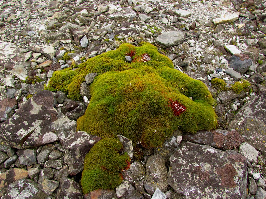 Antarctic Moss.jpg