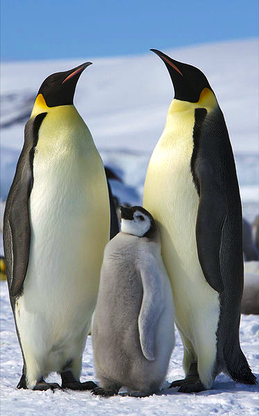 Emperor Penguins and their chick