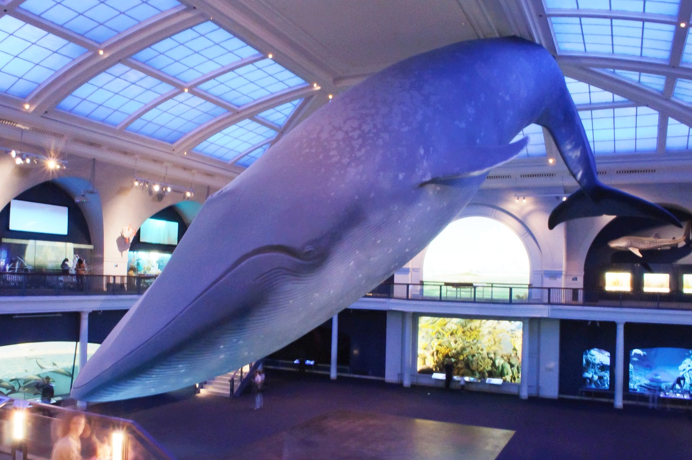 Model-Blue-Whale.jpg