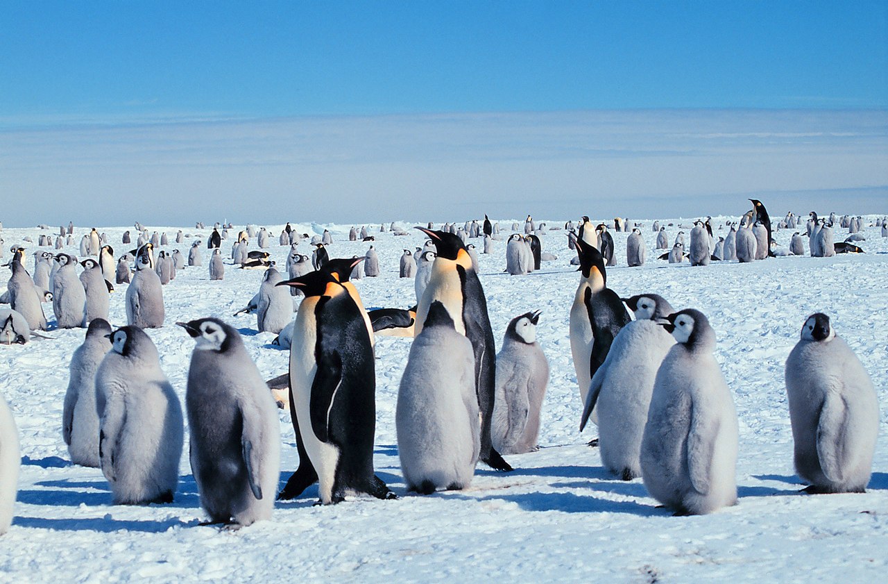 Kaiserpinguine mit Jungen.jpg