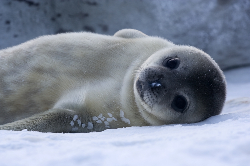 Weddell-seal-Baby.jpg