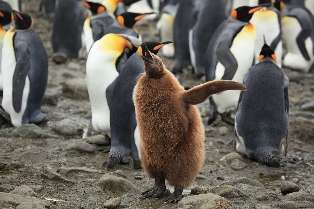 King Penguin Chick.jpg