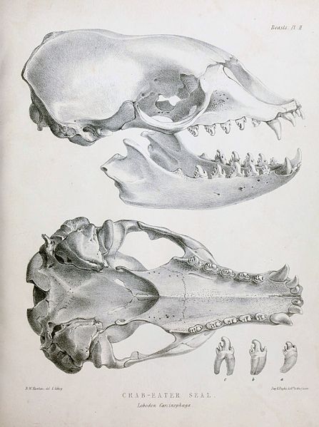 Crabeater skull.jpg