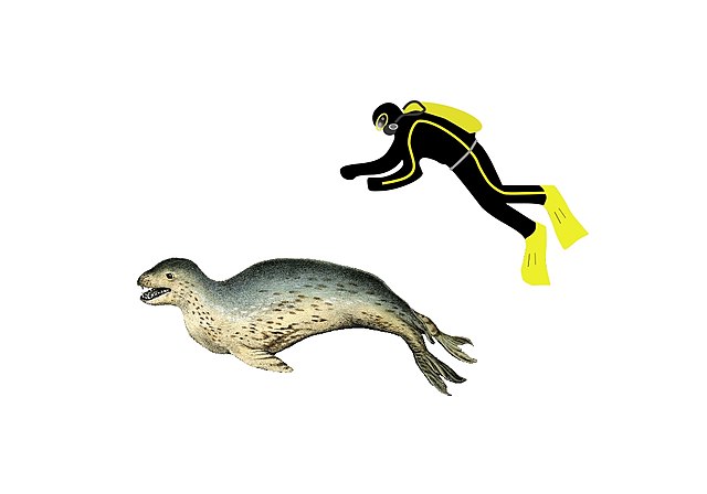 Leopard seal human comparison.jpg