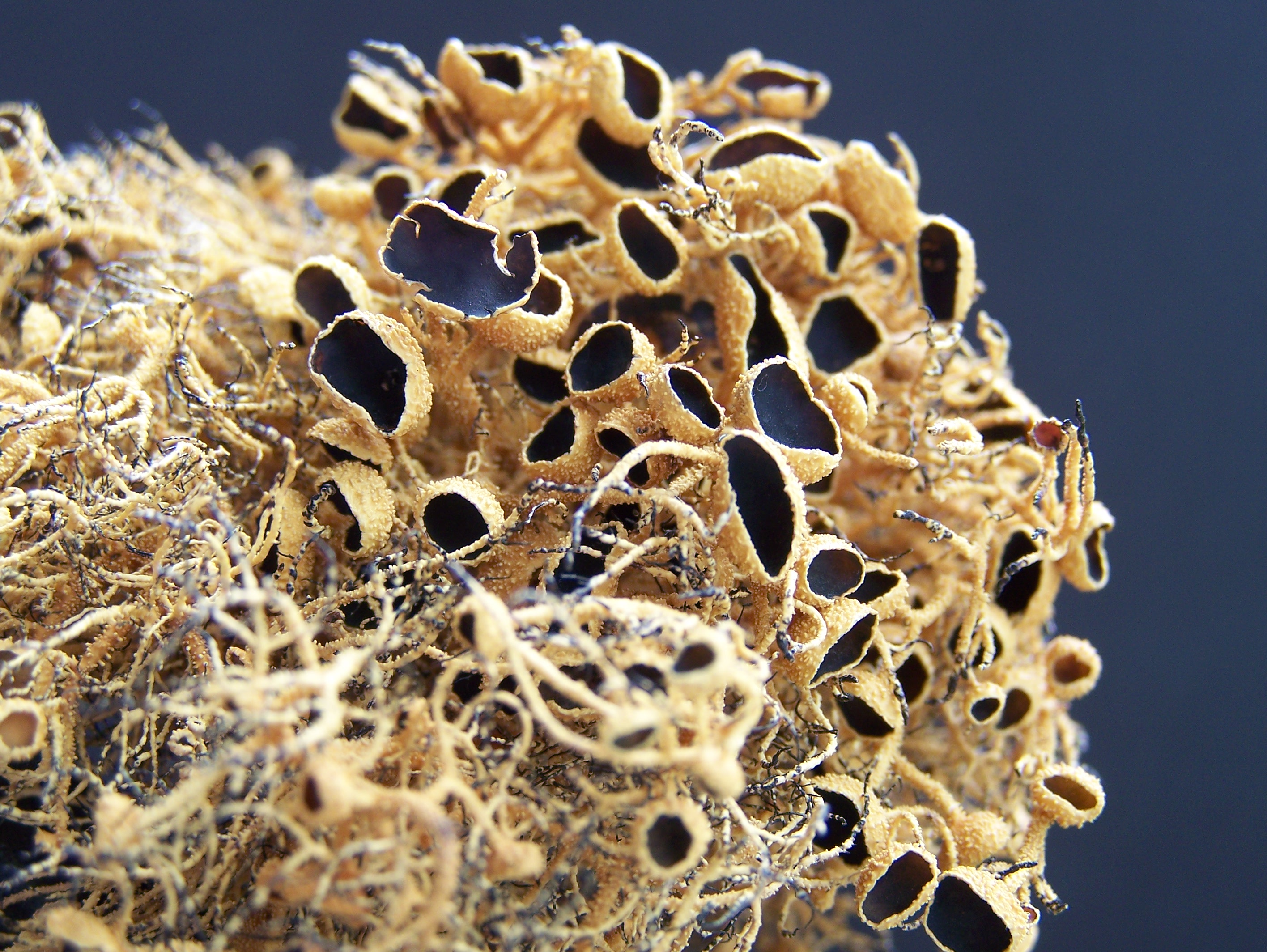 Lichen-Usnea antarctica.jpg