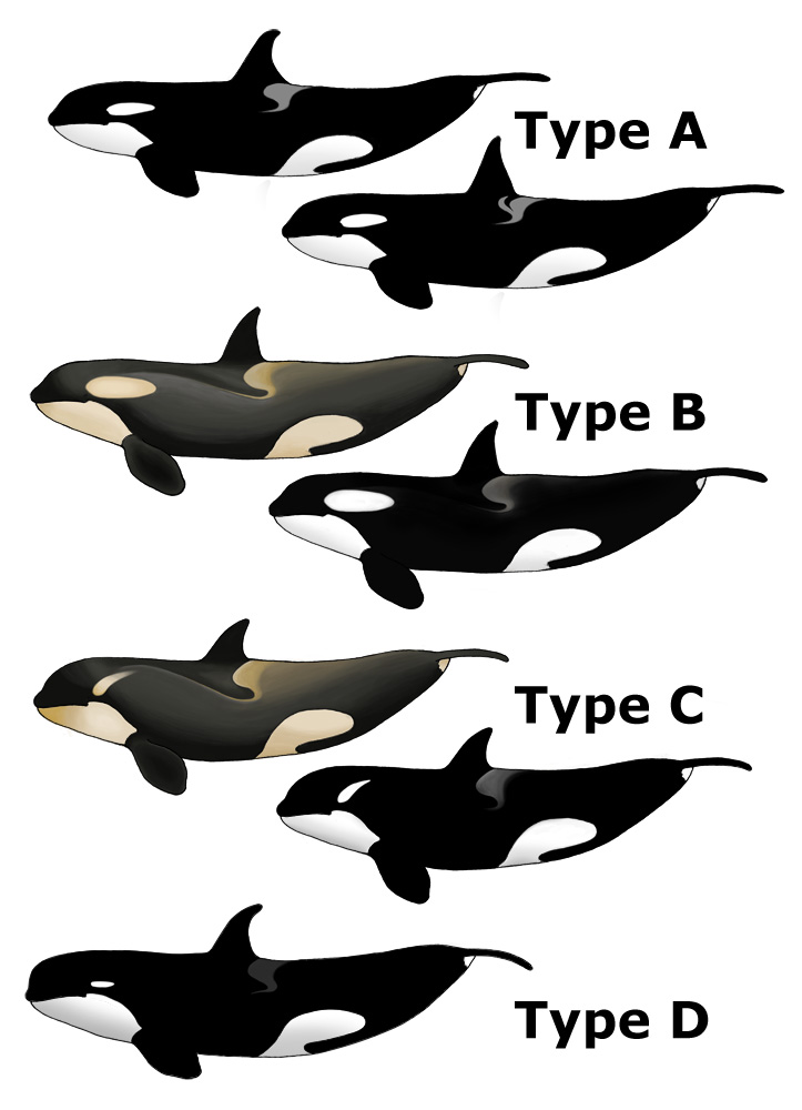 Killer Whale Types.jpg