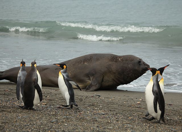 Elephant Seal penguins.jpg