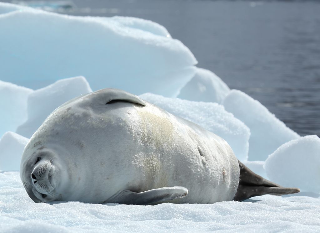 Crabeater seal Encyclopedia Westarctica