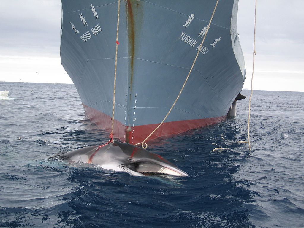 AustralianCustoms-WhalingInTheSouthernOcean 3.jpg