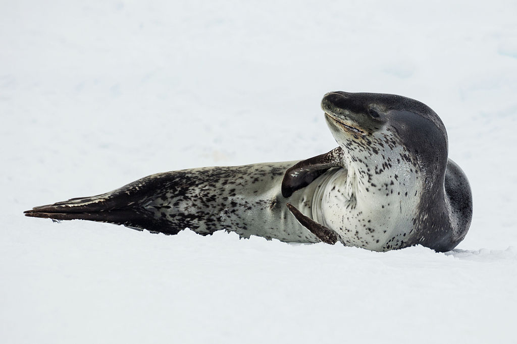 Leopard seal 1.jpg