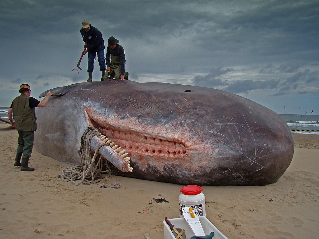Dirk Claesen - Sperm Whale.jpg