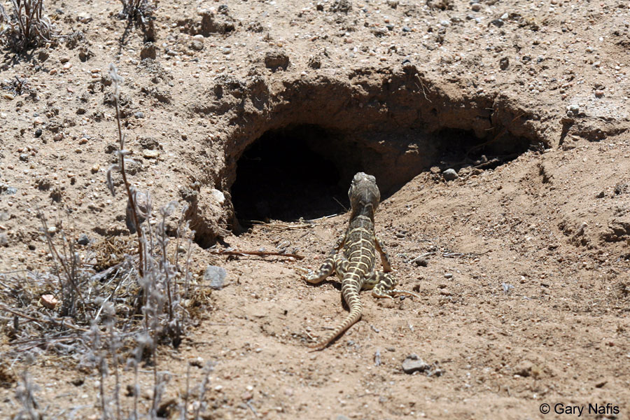 Blunt-Nosed-Lizard.jpg