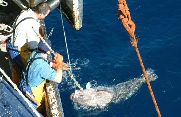 Toothfish-fishin.jpg