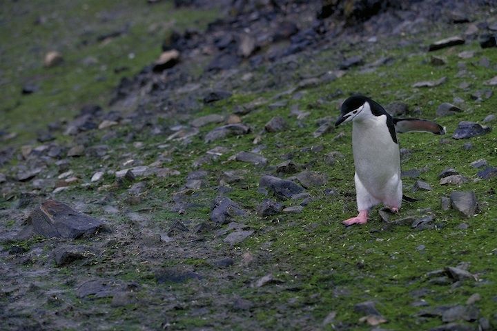 Prasiola crispa - Penguin Walking.jpg