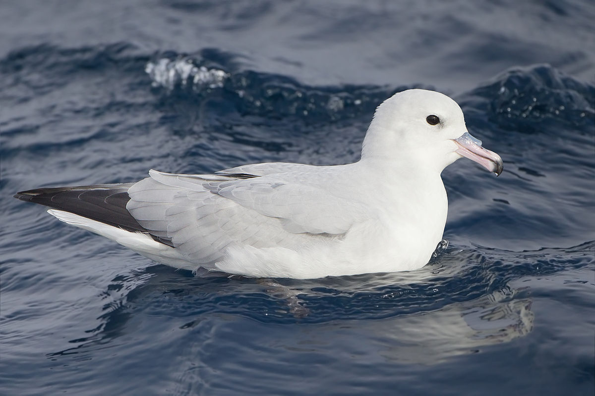 Fulmar.jpg