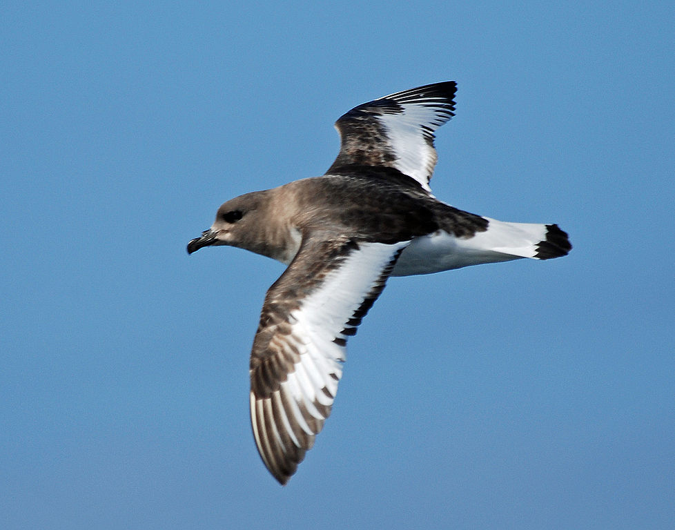 Antarctic Petrel.jpg