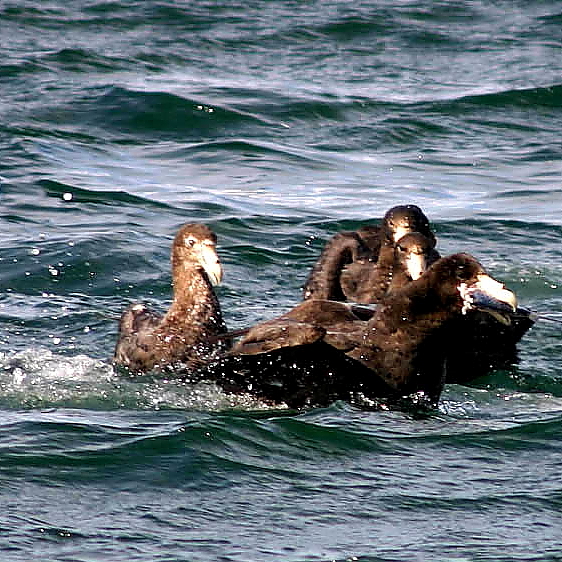 Southern Giant-Petrel.jpg