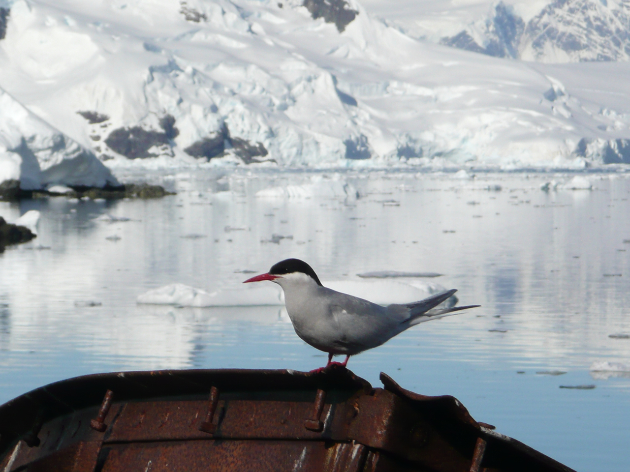 File:Sterna vittata Antarctica.jpg