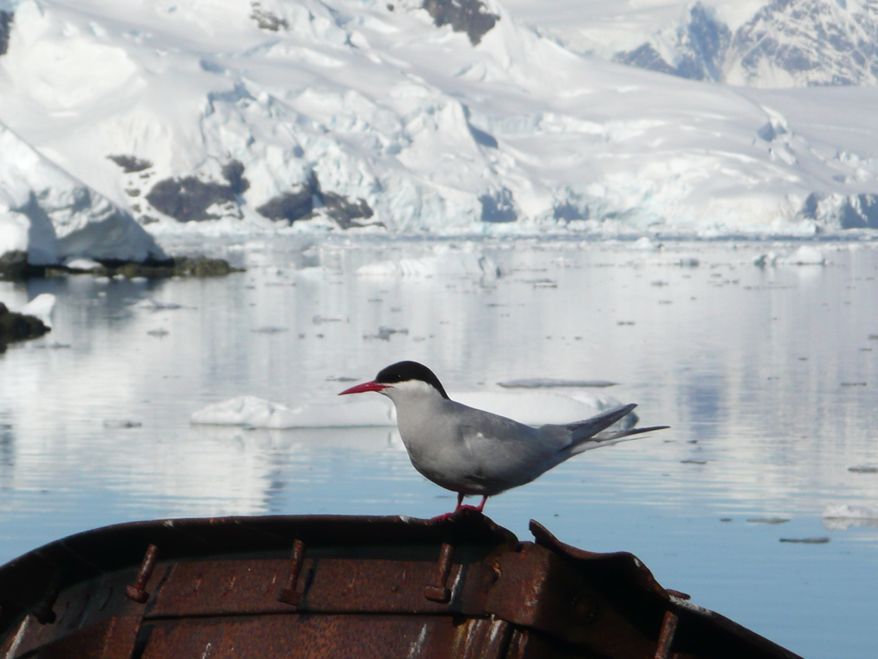 Sterna vittata Antarctica.jpg