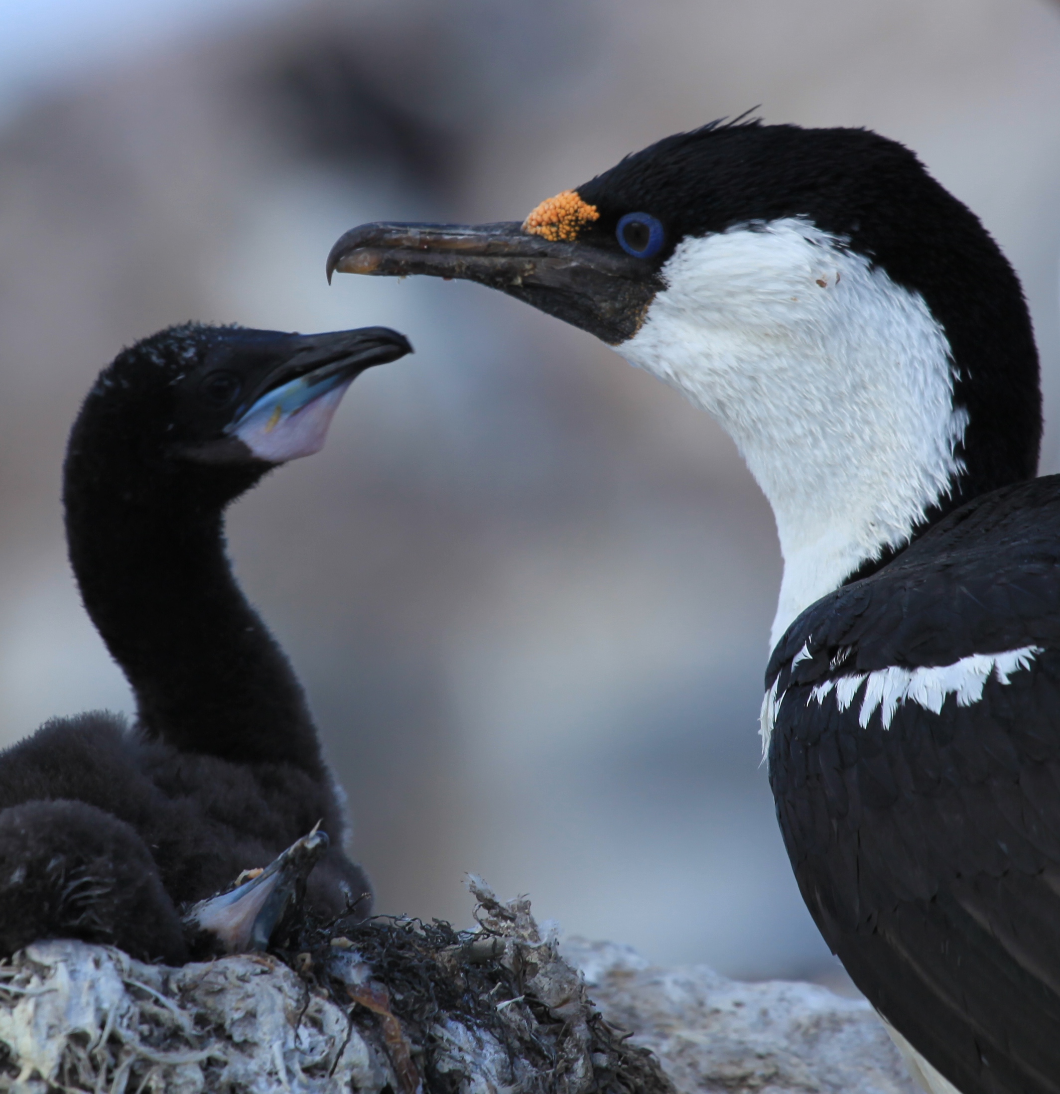 Antarctic Shag with chick.jpg