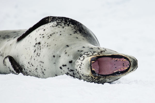 Leopard seal 05.jpg