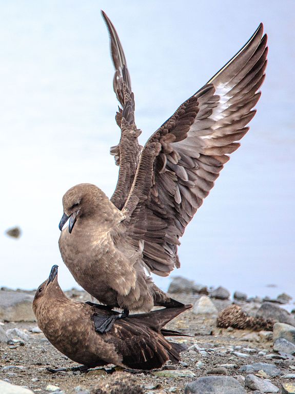 Brown Skua-Antarctica.jpg