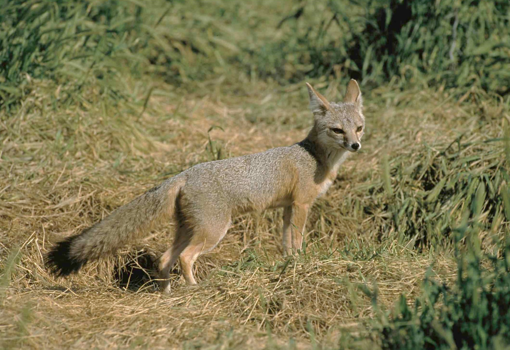 San Joaquin-Kit-Fox.jpg