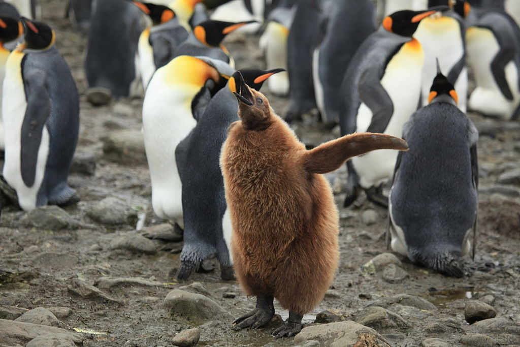 File King Penguin Chick jpg Encyclopedia Westarctica