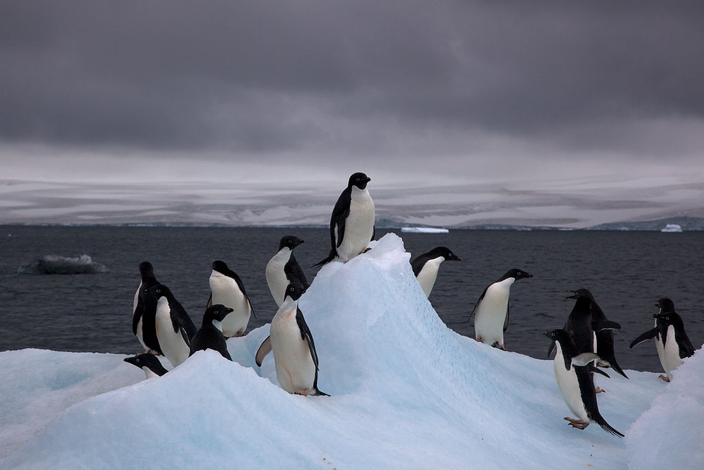 File:Adelie Penguins on iceberg.jpg