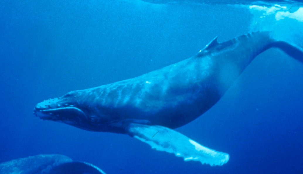 Humpback Whale.jpg