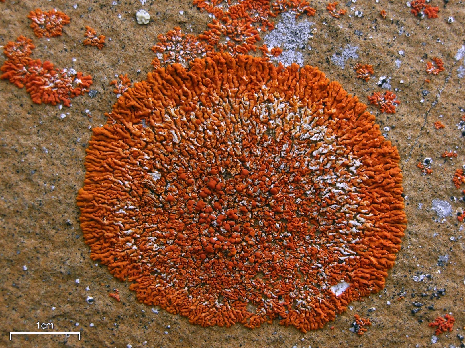 Xanthoria elegans.jpg