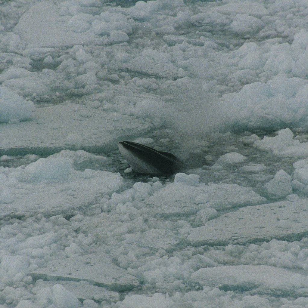 Minke whale in ross sea.jpg