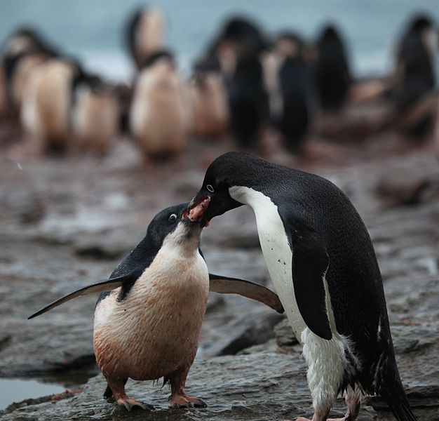 Adélie Penguin feeding krill.jpg