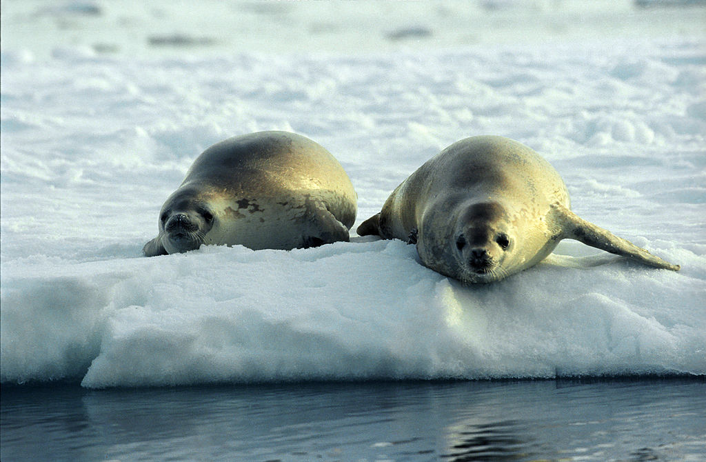 File:Crabeater Seals (js).jpg