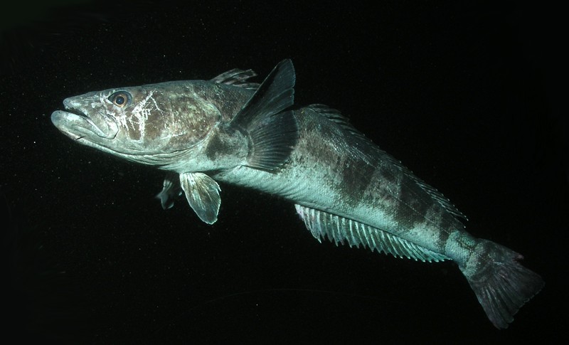 File:Antarctic toothfish-water.jpg