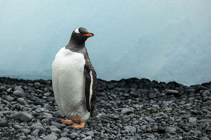 Gentoo penguin 03.jpg