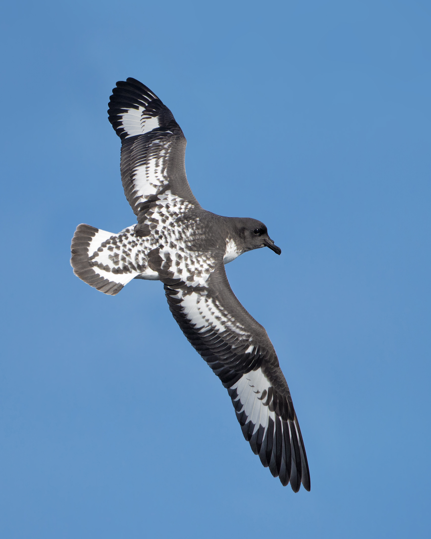 Cape Petrel in flight.jpg