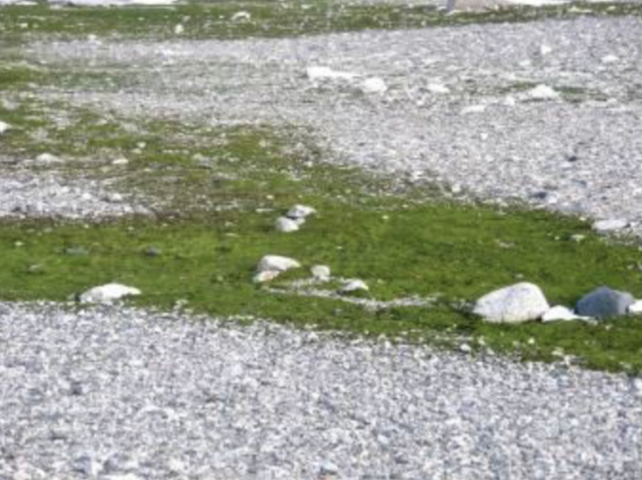 Lindsey Island Algae.png