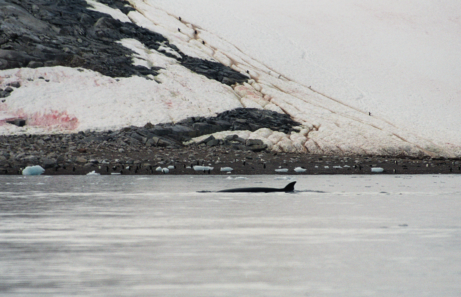 Balaenoptera acutorostrata Neko Harbour Antarctica.jpg