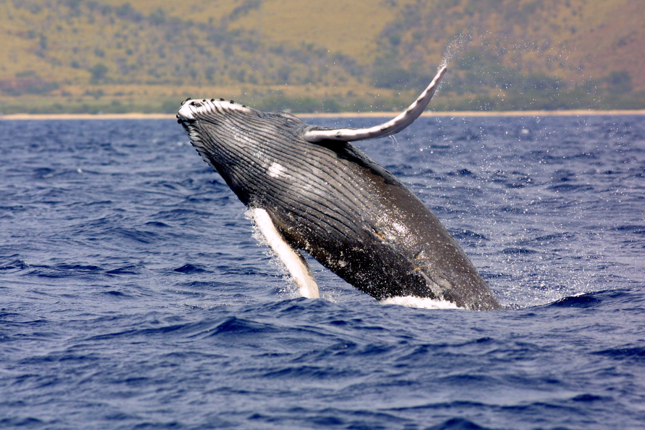 File:Humpback whale noaa.jpg
