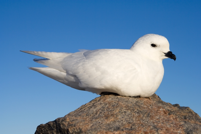 Snow Petrel-1.jpg