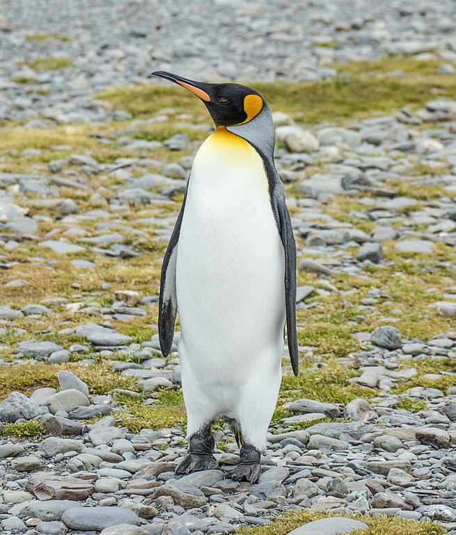 File:King-Penguin.jpg