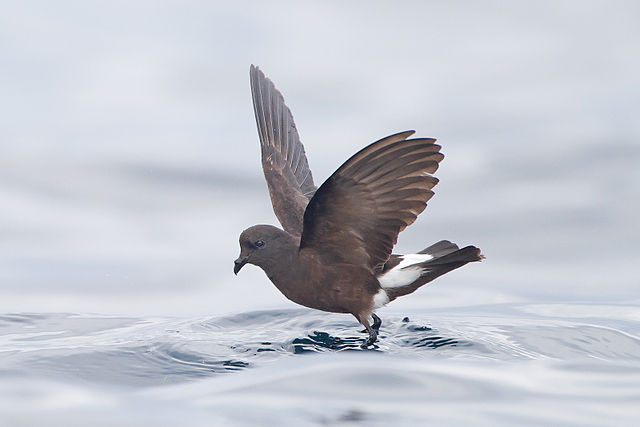 Storm Petrel.jpg