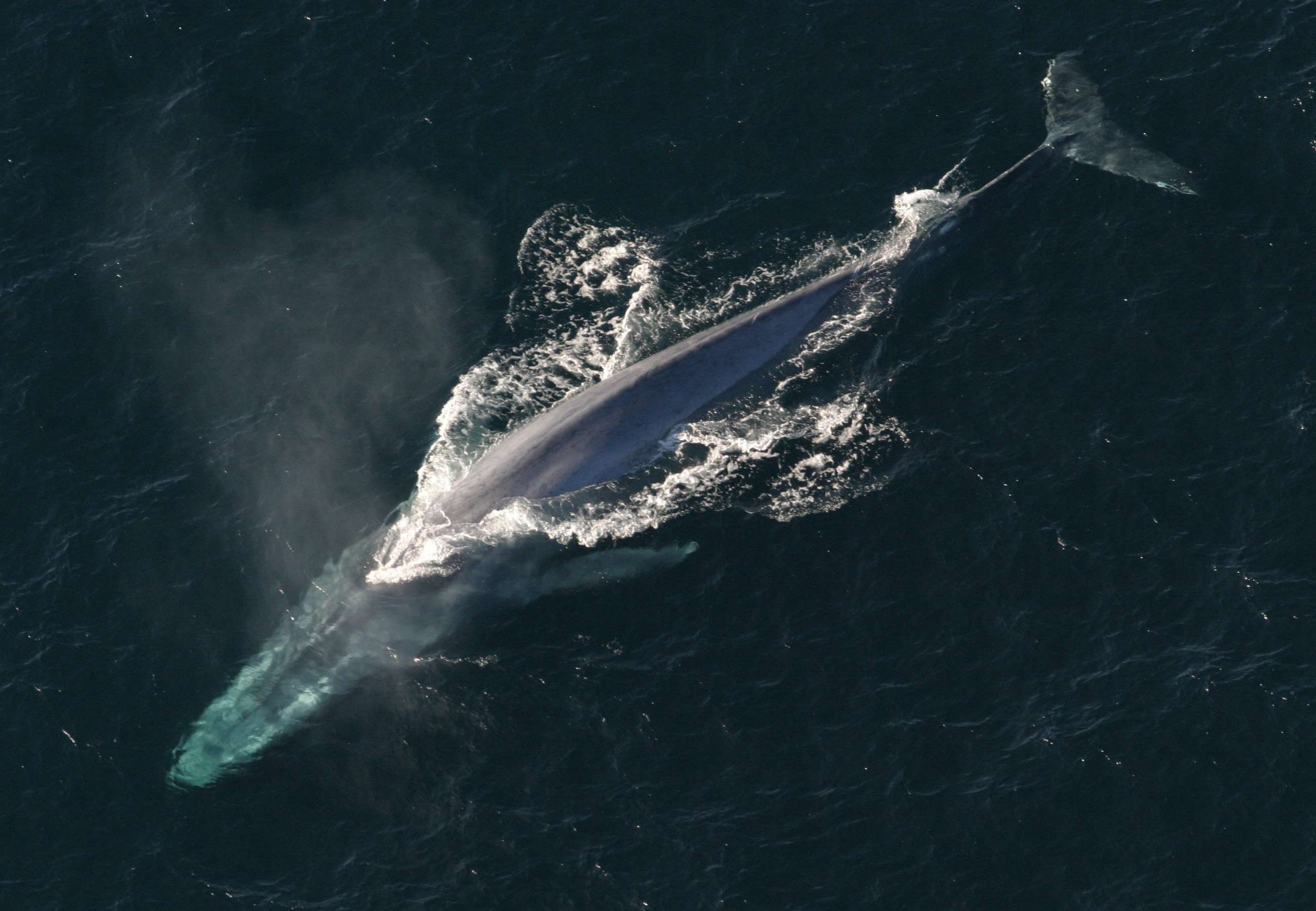 File:Blue-Whale-above.jpg