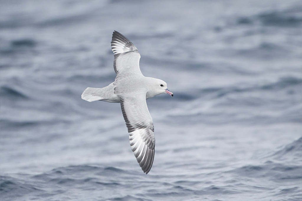 Fulmar-flight.jpg