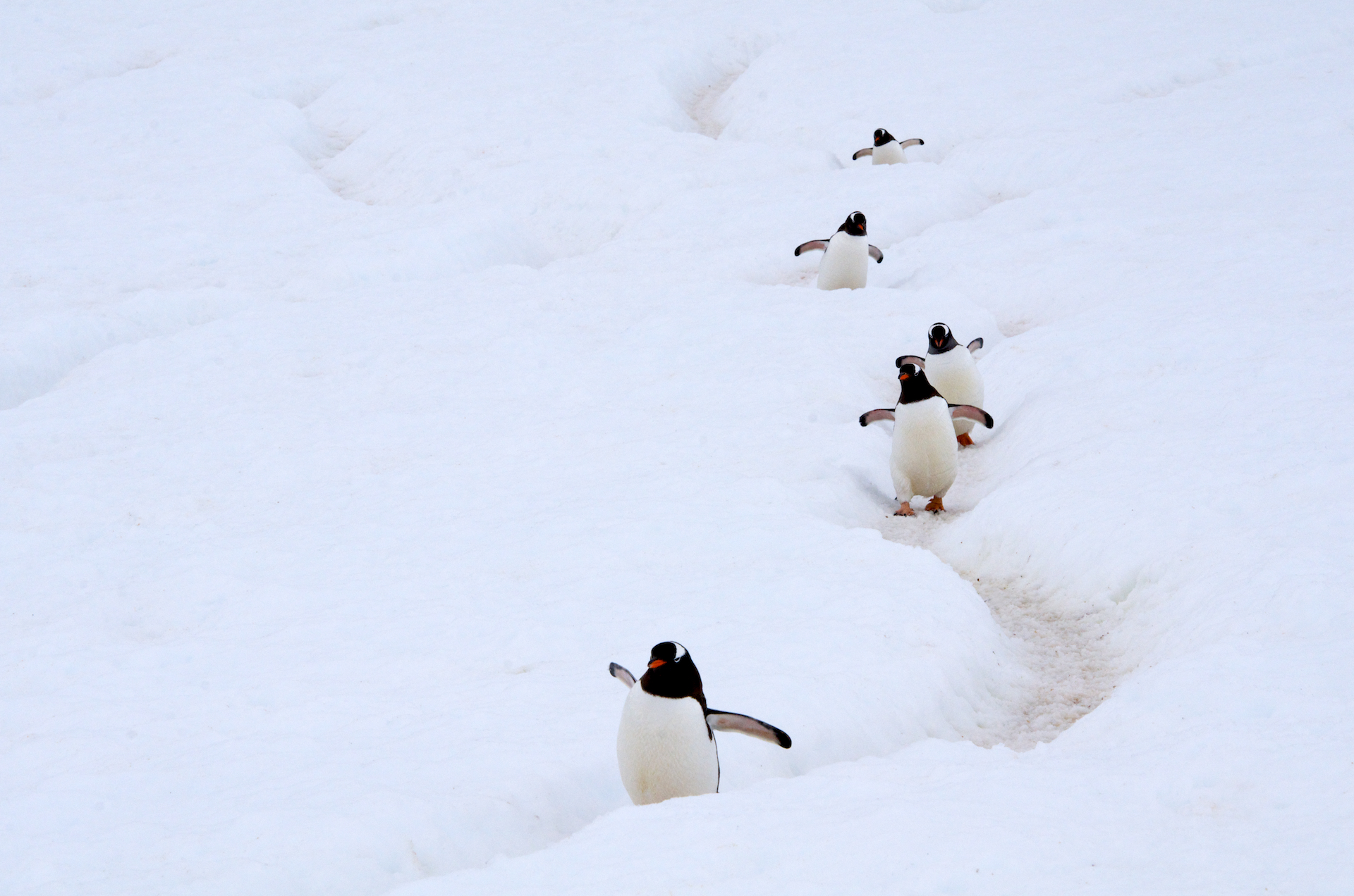 Gentoo Penguin AdF.jpg