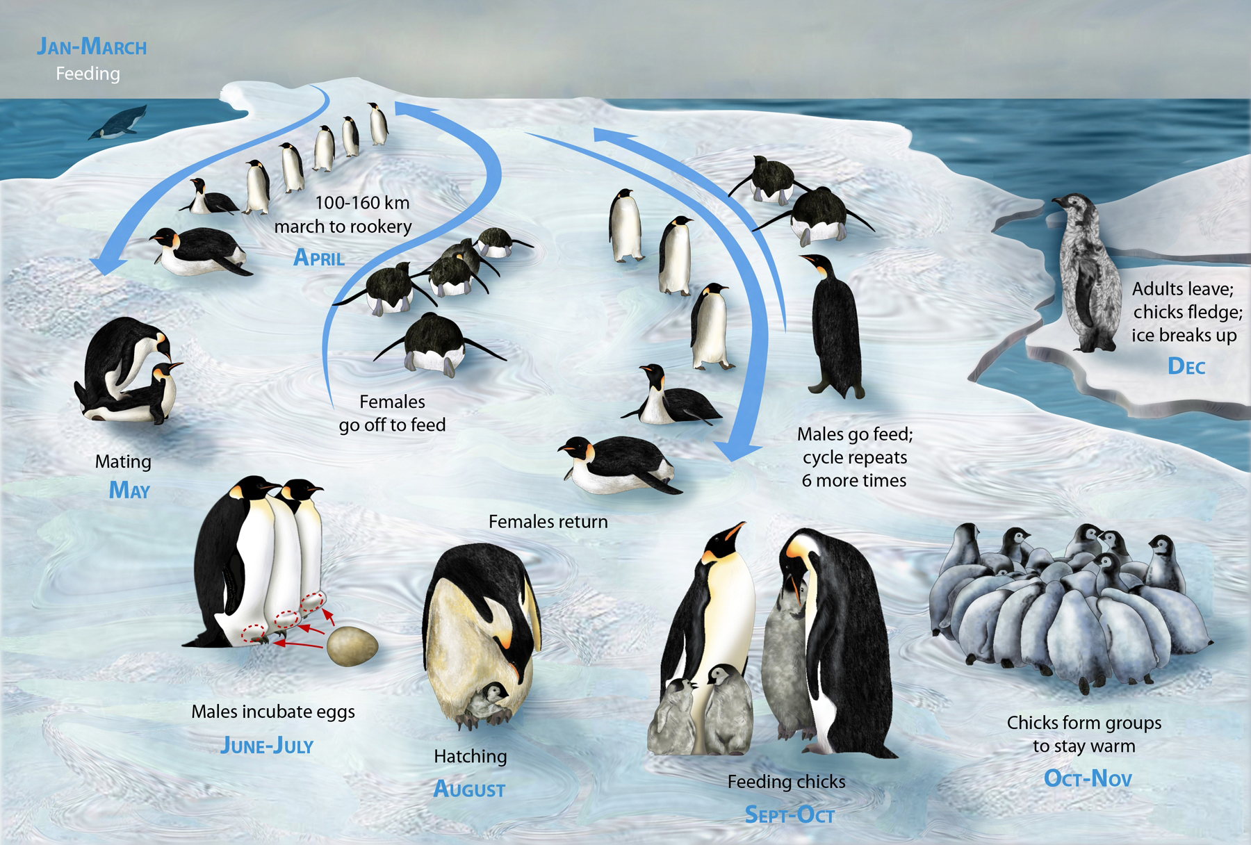 PENGUIN LIFECYCLE H.jpg