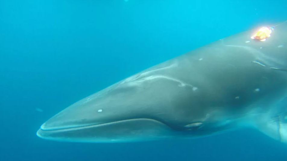 File:Antarctic Minke Whale.jpg