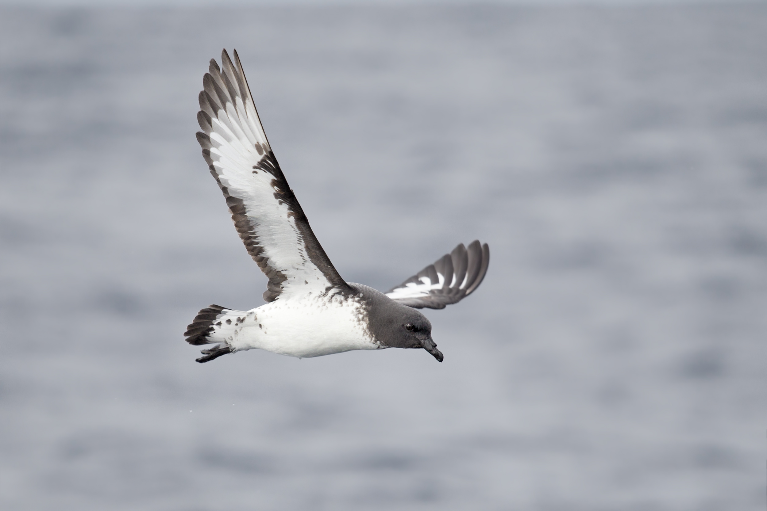 Cape Petrel1.jpg