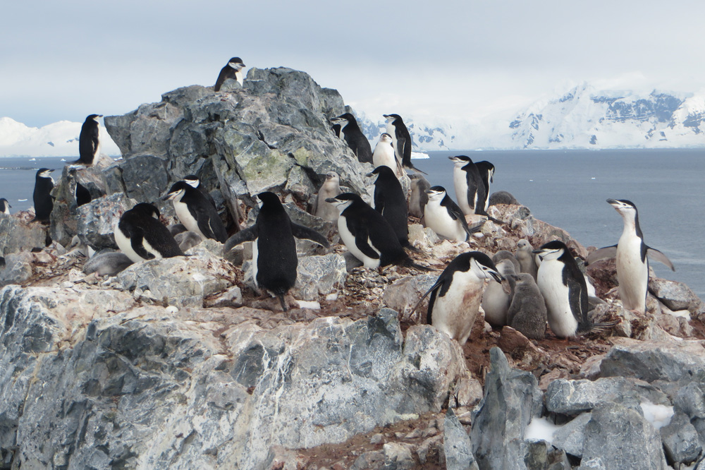File:Chinstrap-penguin-colony.jpg